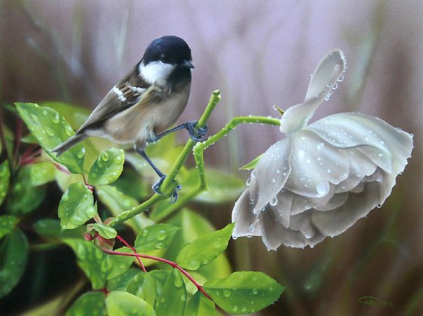 Птичка на цветке - роза, дождь, природа, птица, цветок, капли - оригинал