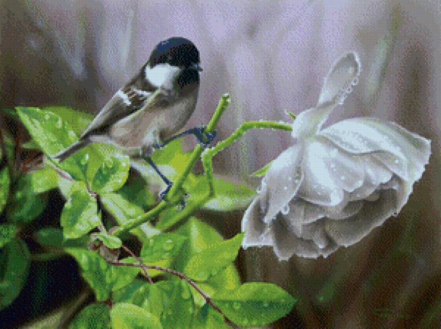 Птичка на цветке - роза, дождь, цветок, капли, птица, природа - предпросмотр