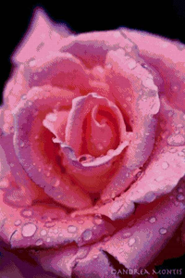 розовая роза - цветы, росса, роза, капли - предпросмотр