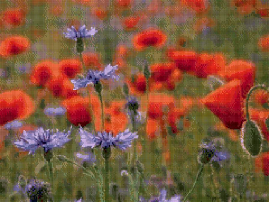 полевые цветы - маки, полевые цветы, цветы - предпросмотр