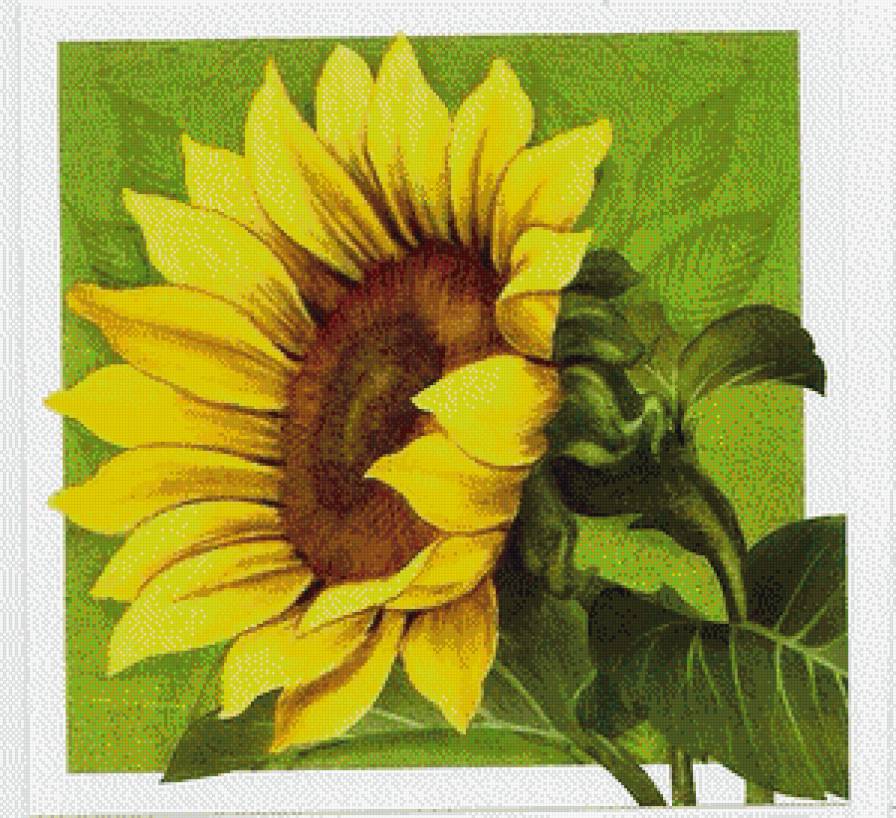 подсолнух - цветы.подсолнух - предпросмотр