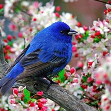 Схема вышивки «синяя птица»