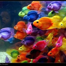 Схема вышивки «аквариум»