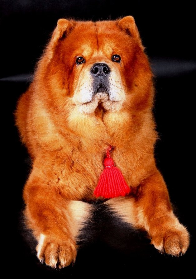 Новый РЭД - оригинал