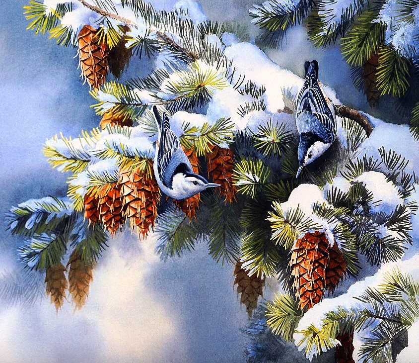 птицы на сосне - пано, снег, природа, птицы - оригинал