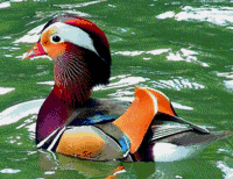 утка мандаринка - птицы, утки - предпросмотр