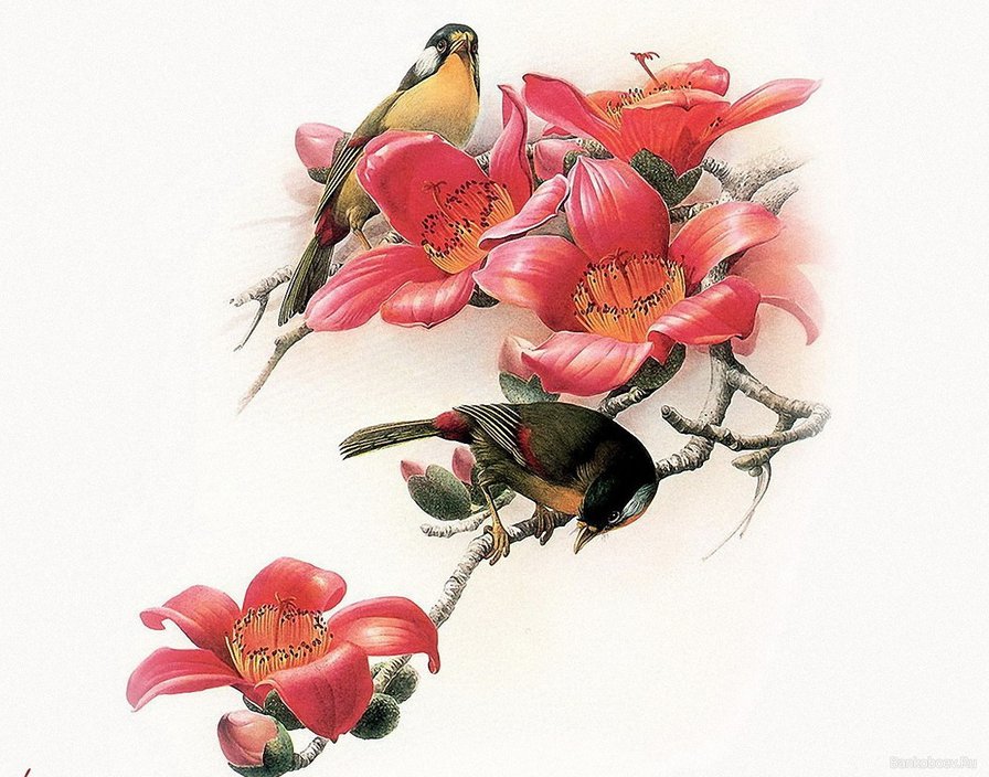 птицы на магнолии - весна, цветок, ветка, птицы, магнолия, пара - оригинал