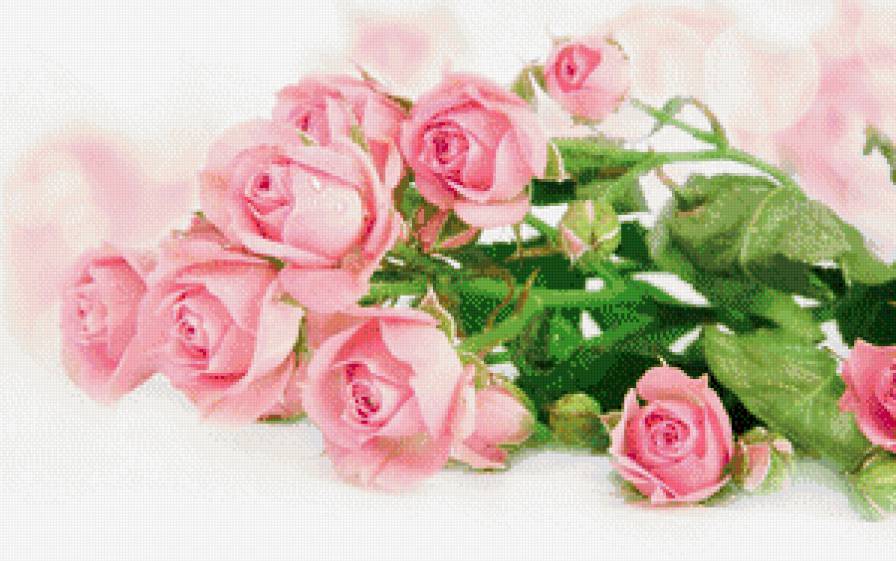 букет роз - цветы, розы, букет - предпросмотр