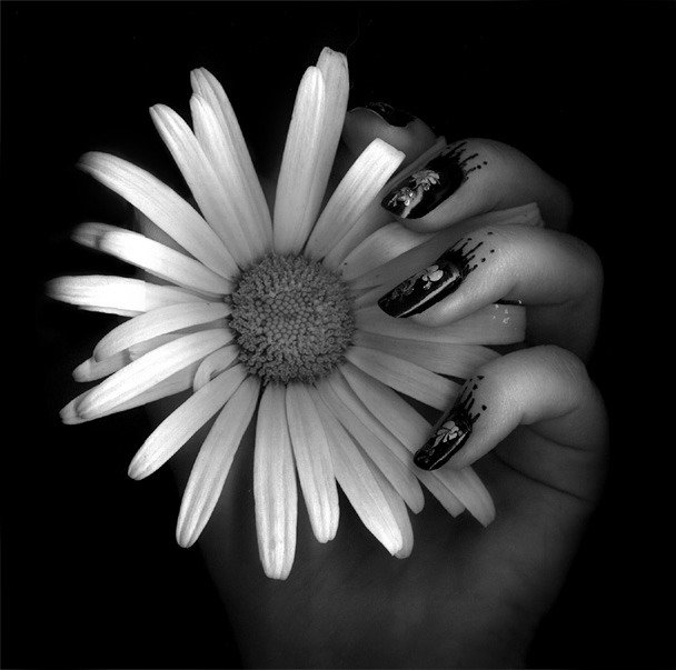 ромашка - ромашка, черное и белое, рука, монохром - оригинал