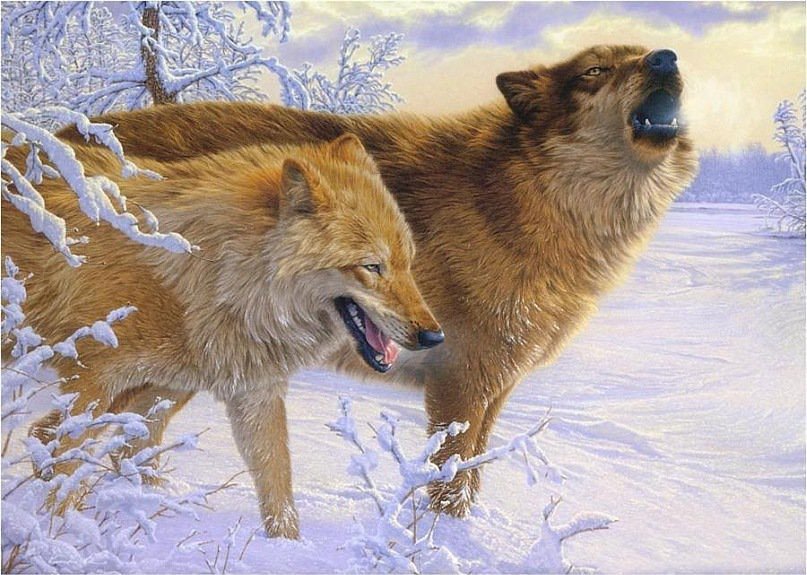 волки - животные пара природа волки - оригинал