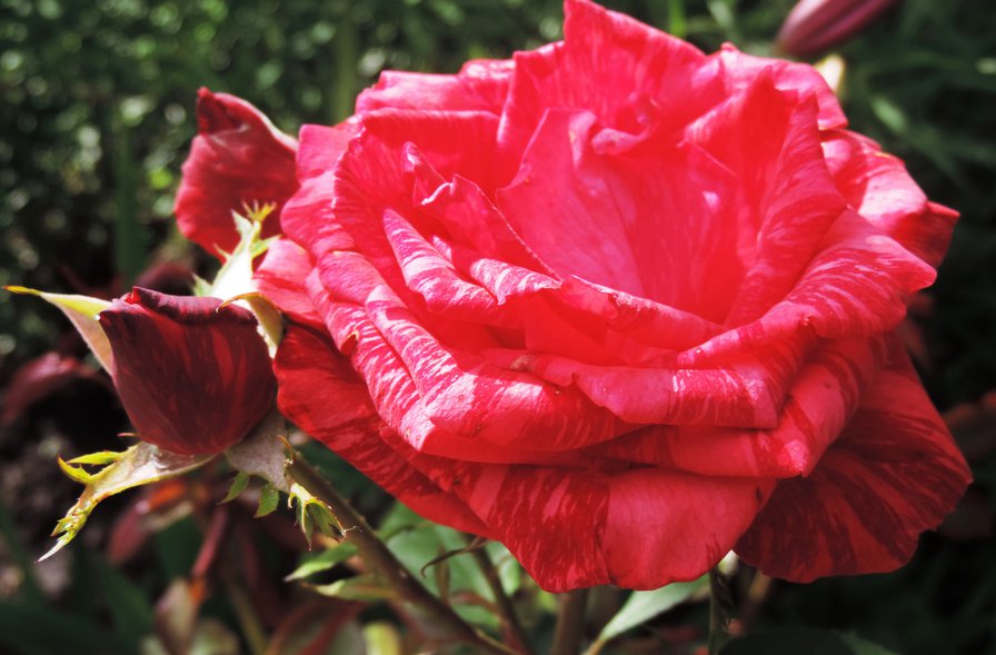 роза - роза, цветы - оригинал