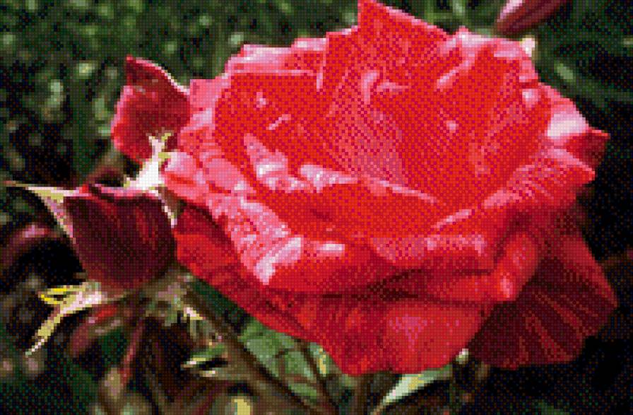 роза - цветы, роза - предпросмотр