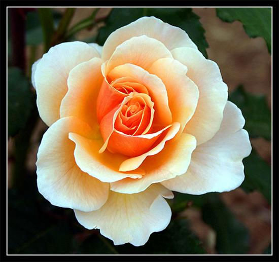 серия "розы" - цветы.розы - оригинал