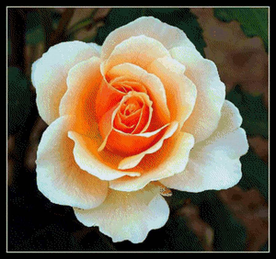 серия "розы" - цветы.розы - предпросмотр