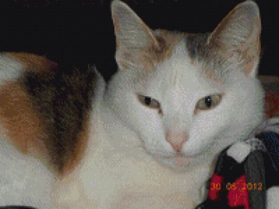 Юля - кошка - предпросмотр