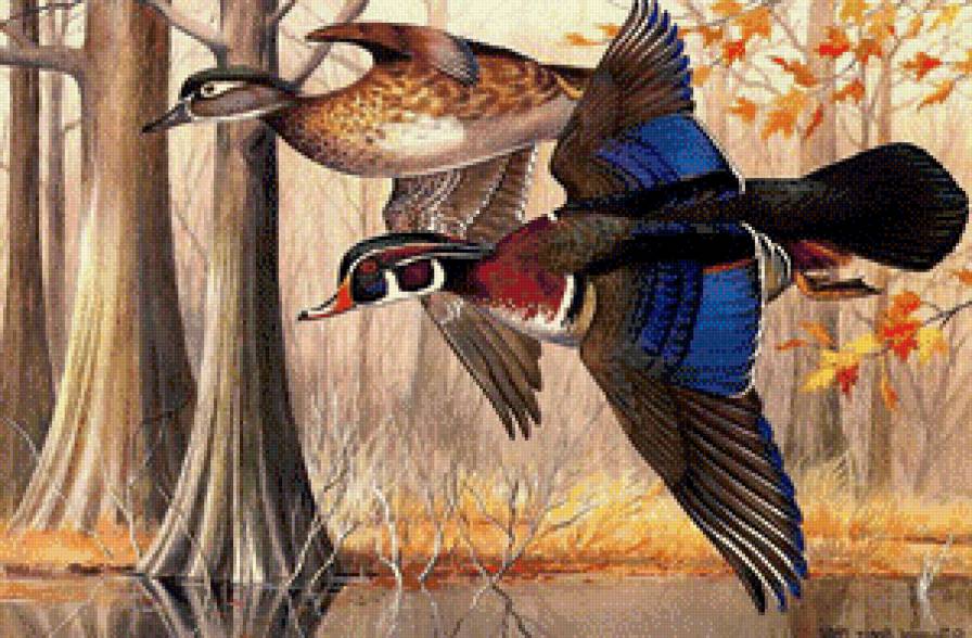 Утки - предпросмотр