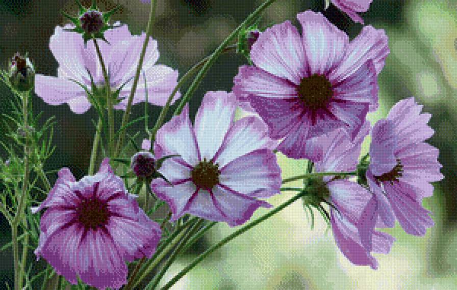 космеи - цветы - предпросмотр