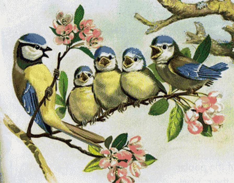 птички - предпросмотр