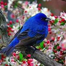Схема вышивки «синяя птица»