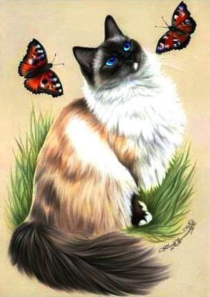 кот и бабочки - животные, бабочки, кошки, природа - оригинал