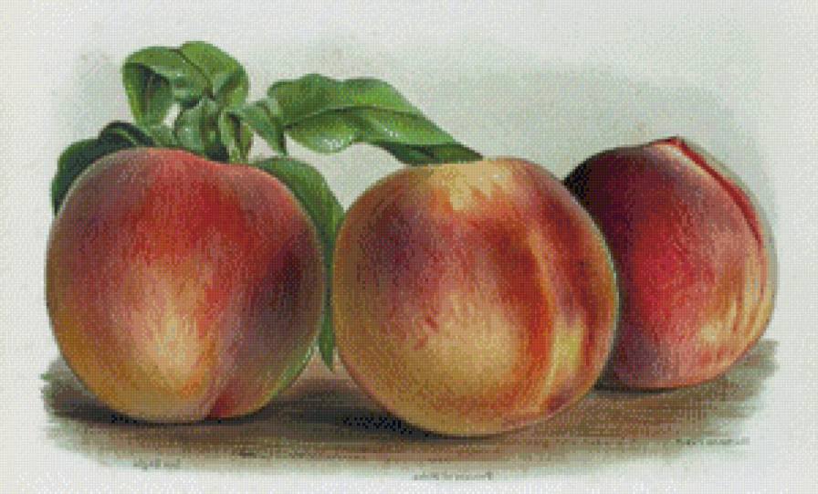 персики - персики - оригинал