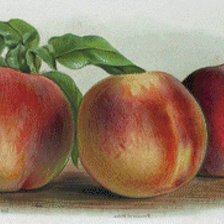 Схема вышивки «персики»