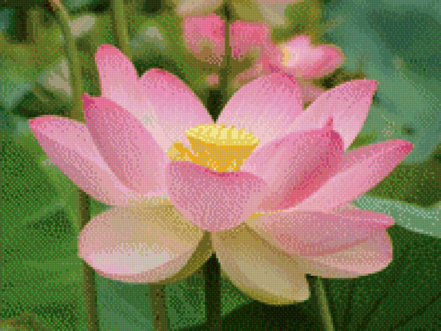 Лотос - лотос, цветок - предпросмотр