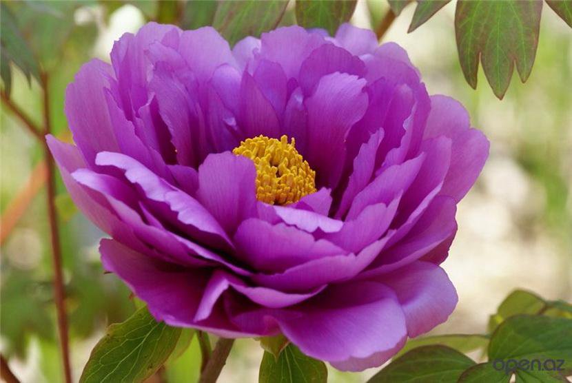 123 - 113 - оригинал