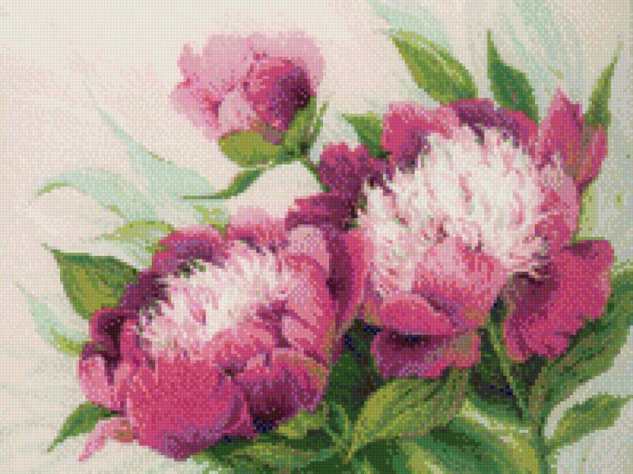 ПИОНЫ - предпросмотр