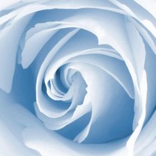 Схема вышивки «нежная роза»