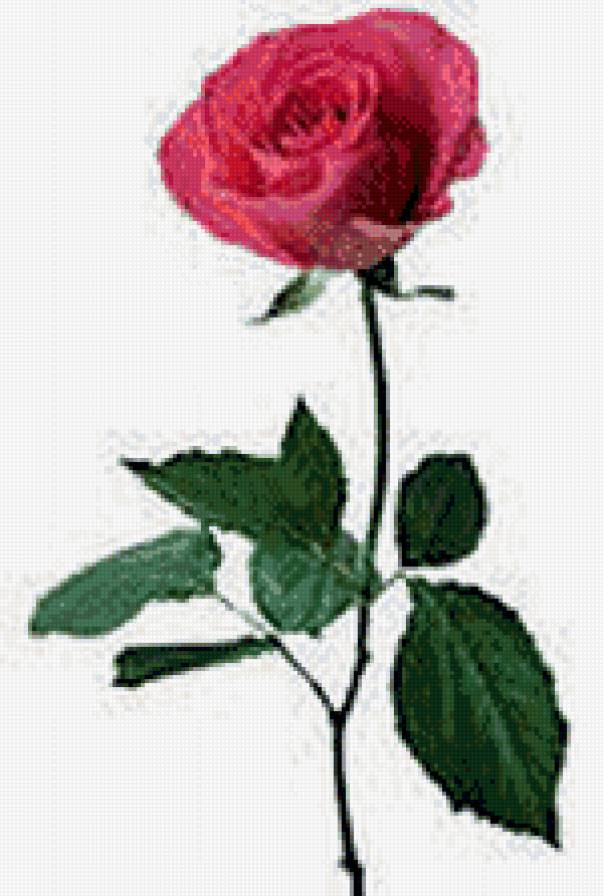 роза - роза, цветы - предпросмотр