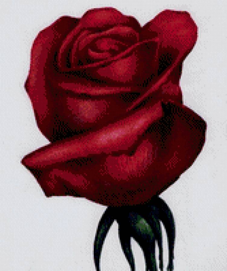 роза - цветок, роза - предпросмотр