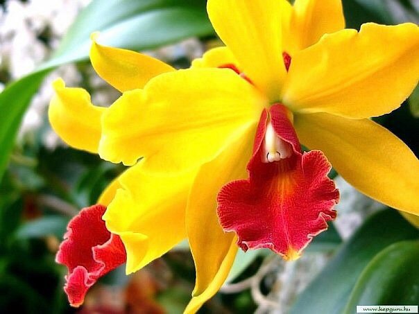 Ораньжевое солнце - оригинал