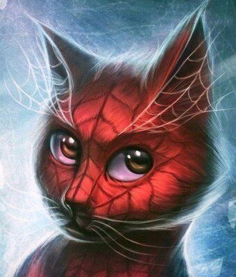 спайдеркот - котик, животные - оригинал