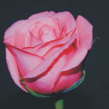 Схема вышивки «роза»