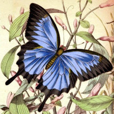 Схема вышивки «бабочка»