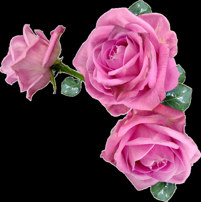 №686695 - розы - оригинал