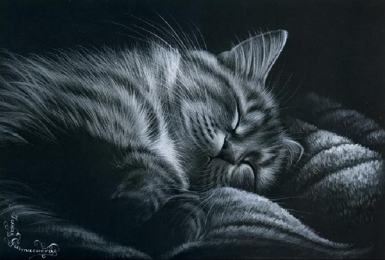 №686842 - кот - оригинал