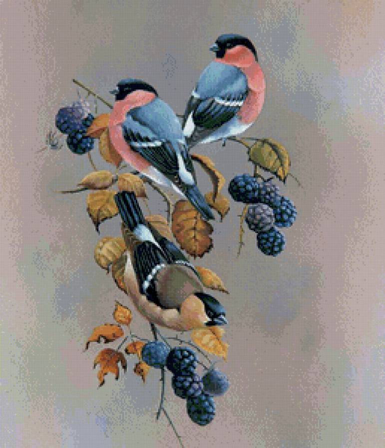 Снегири - птицы, природа - предпросмотр