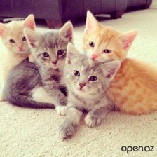 Схема вышивки «котятки»