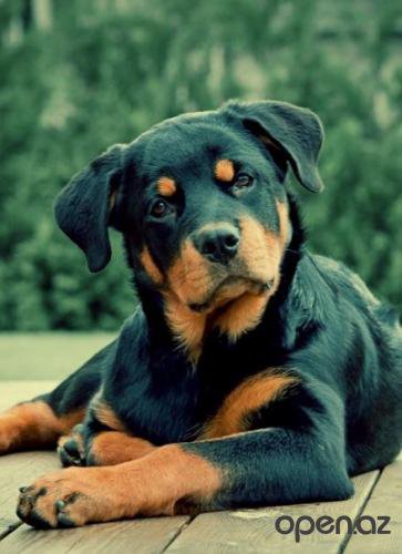 ротвелер - животные, звери, ротвелер, собаки - оригинал