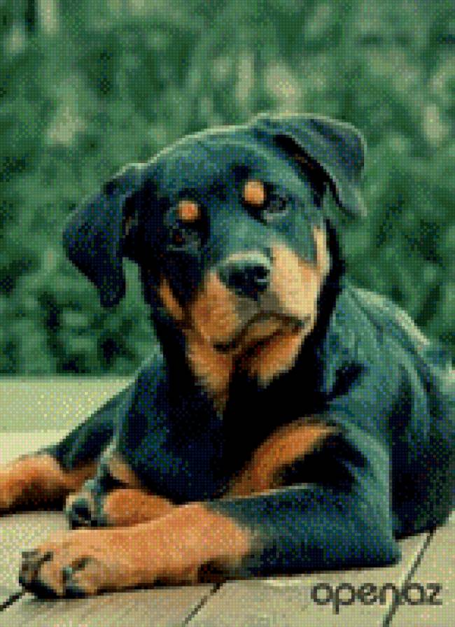 ротвелер - звери, ротвелер, животные, собаки - предпросмотр