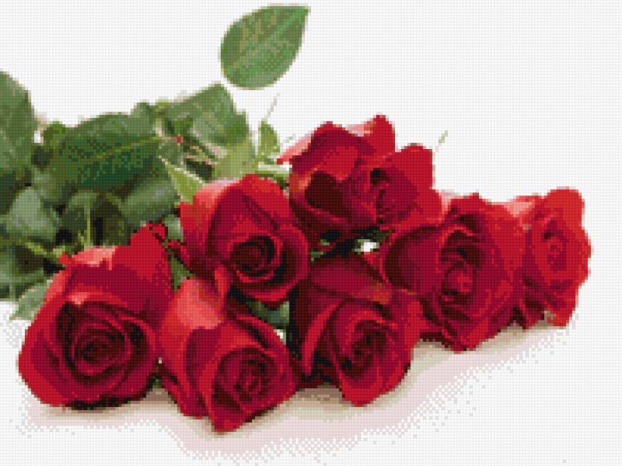 Красные розы - предпросмотр