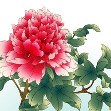 Схема вышивки «Пионы»