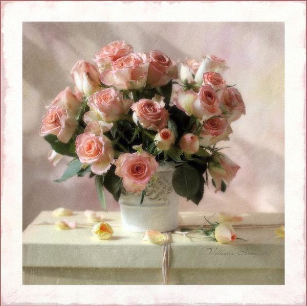 розы - розы - оригинал