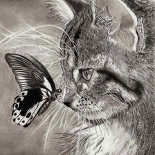 котенок с бабочкой