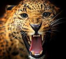 Схема вышивки «Рык»