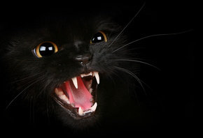 черная кошка - кошки, животные - оригинал