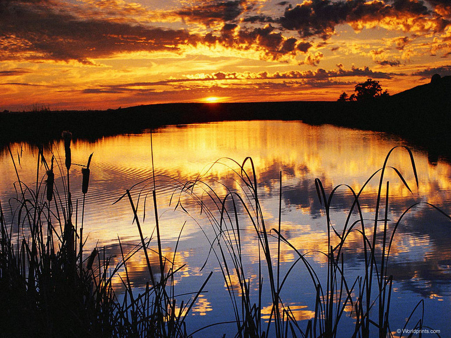 закат у реки - небо, камыши, река, природа, солнце, закат - оригинал