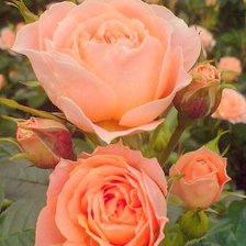 Схема вышивки «peach rose»